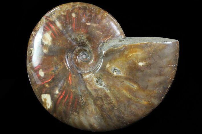 Flashy Red Iridescent Ammonite - Wide #81831
